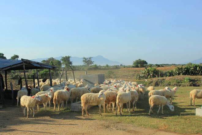 Ninh[-]Thuận:[-]Níu[-]chân[-]du[-]khách[-]bằng[-]sự[-]bình[-]dị
